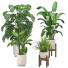 Potted Plants Indoor Set - Reihane