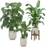 Potted Plants Indoor Set - Reihane