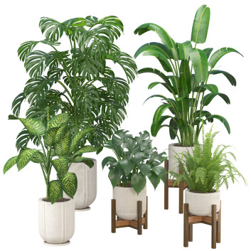 Topfpflanzen  Innenset 3D-Modell
