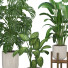 Potted Plants Indoor Set - Reihane