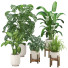 Potted Plants Indoor Set - Reihane