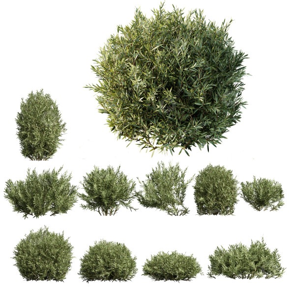 Büsche Montra olive 3D-Modell