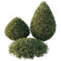 Krzewy HQ Plants Montra Olive Version 5 - Pandora-land