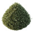 Krzewy HQ Plants Montra Olive Version 5 - Pandora-land