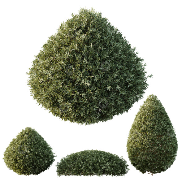 Krzewy HQ Plants Montra Olive Version 5 model 3D