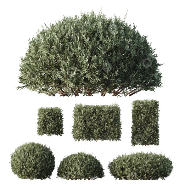 Krzewy HQ Plants Montra Olive model 3D
