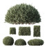 Krzewy HQ Plants Montra Olive - Pandora-land