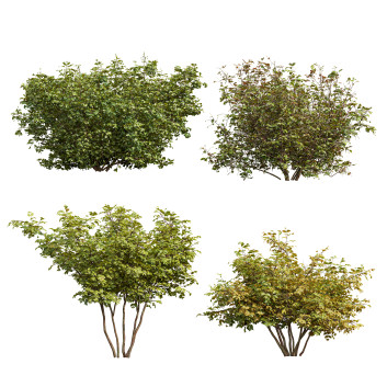 Büsche Blutroter Hartriegel 3D-Modell