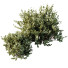 Krzewy HQ Plants Montra Olive Version9 - Pandora-land
