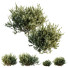 Krzewy HQ Plants Montra Olive Version9 - Pandora-land