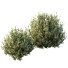 Arbustos HQ Plantas Montra Oliva Versión 8 - Pandora-land