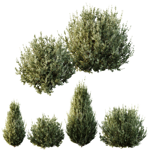 Arbustos HQ Plantas Montra Oliva Versión 8 Modelo 3D