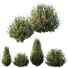 Arbustos HQ Plantas Montra Oliva Versión 8 - Pandora-land