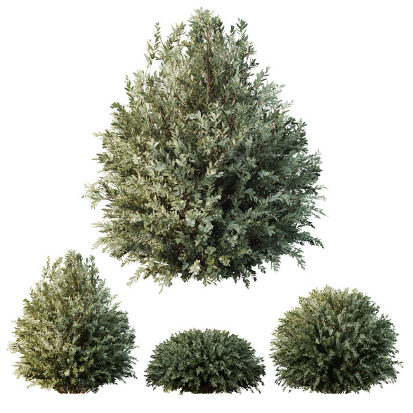 Büsche HQ Pflanzen Montra Olive Version 7 3D-Modell