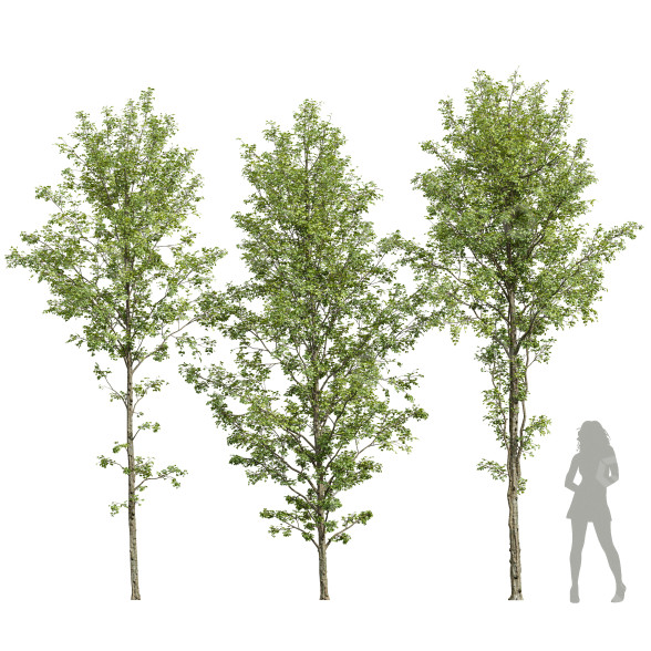 Árboles Aliso Pegajoso Modelo 3D