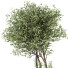 Planta en maceta Olivo y maceta de concreto - ayda.saadatmand-39287