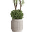 Planta en maceta Olivo y maceta de concreto - ayda.saadatmand-39287