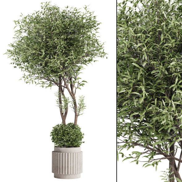 Planta en maceta Olivo y maceta de concreto Modelo 3D