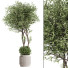 Planta en maceta Olivo y maceta de concreto - ayda.saadatmand-39287