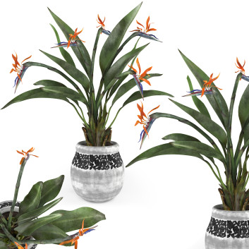 Potted Plant  Bird of Paradise Flower 3D model