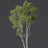 Drzewa Betula Pendula and Castanea Sativa - Pandora-land