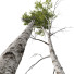 Drzewa Betula Pendula and Castanea Sativa - Pandora-land