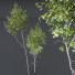 Drzewa Betula Pendula and Castanea Sativa - Pandora-land