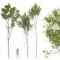 Drzewa Betula Pendula and Castanea Sativa - Pandora-land