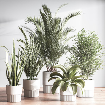 Plantes en pot  Ensemble intérieur 048 Modèle 3D