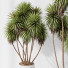 Rośliny doniczkowe HQ Yucca Elephantipes Gigantea Vase Set 04 - Pandora-land