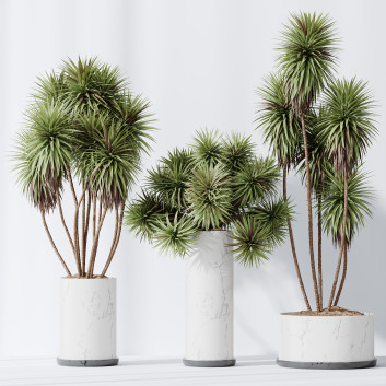 Rośliny doniczkowe  HQ Yucca Elephantipes Gigantea Vase Set 04 Model 3D