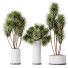 Rośliny doniczkowe HQ Yucca Elephantipes Gigantea Vase Set 04 - Pandora-land