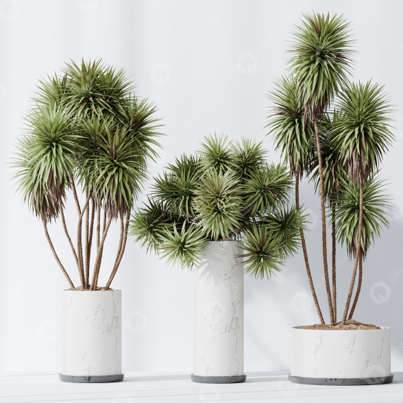 Rośliny doniczkowe HQ Yucca Elephantipes Gigantea Vase Set 04 model 3D
