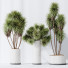 Rośliny doniczkowe HQ Yucca Elephantipes Gigantea Vase Set 04 - Pandora-land