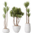 Rośliny doniczkowe HQ Yucca Elephantipes Gigantea Vase Set 03 - Pandora-land