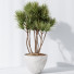 Rośliny doniczkowe HQ Yucca Elephantipes Gigantea Vase Set 03 - Pandora-land