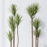 Rośliny doniczkowe HQ Yucca Elephantipes Gigantea Vase Set 03 - Pandora-land