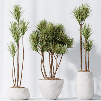 Rośliny doniczkowe  HQ Yucca Elephantipes Gigantea Vase Set 03 Model 3D