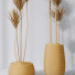 Rośliny doniczkowe HQ Yucca Elephantipes Gigantea Vase Set 03 - Pandora-land