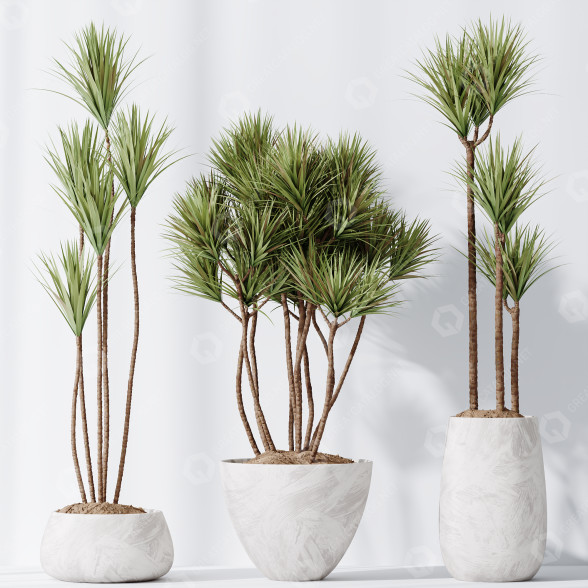 Rośliny doniczkowe HQ Yucca Elephantipes Gigantea Vase Set 03 model 3D