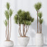 Rośliny doniczkowe HQ Yucca Elephantipes Gigantea Vase Set 03 - Pandora-land