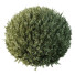 Bushes Montra Olive 02 - Pandora-land