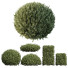 Bushes Montra Olive 02 - Pandora-land