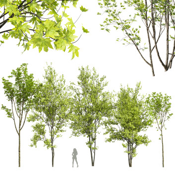 Drzewa  Acer Pseudoplatanus and Saccharinum Spring Model 3D