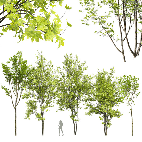 Drzewa Acer Pseudoplatanus and Saccharinum Spring model 3D