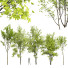 Drzewa Acer Pseudoplatanus and Saccharinum Spring - Pandora-land
