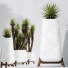 Rośliny doniczkowe HQ Plants Yucca Elephantipes Valida Set 01 - Pandora-land