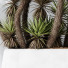 Rośliny doniczkowe HQ Plants Yucca Elephantipes Valida Set 01 - Pandora-land