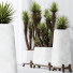 Rośliny doniczkowe HQ Plants Yucca Elephantipes Valida Set 01 - Pandora-land