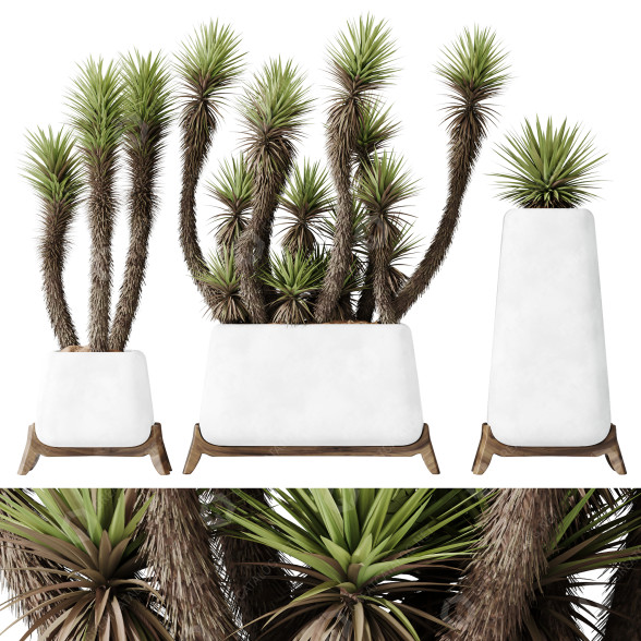 Rośliny doniczkowe HQ Plants Yucca Elephantipes Valida Set 01 model 3D